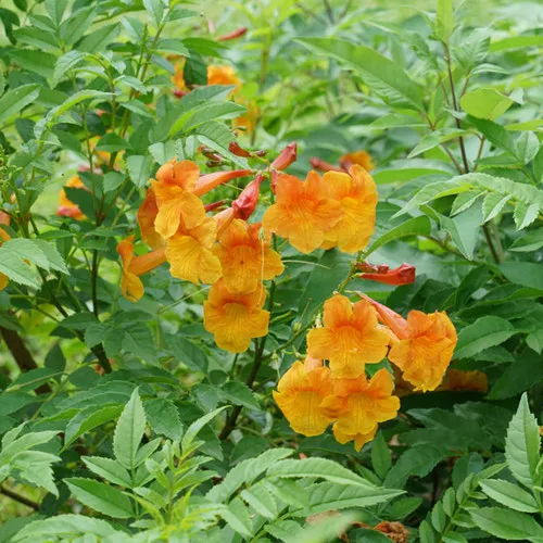Chicklet Orange Tecoma