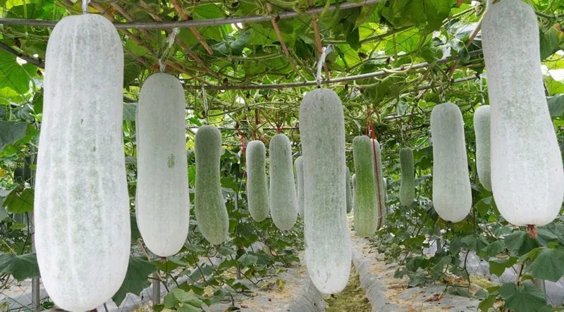 Chinese Long Winter Melon Live Plant – 8-inch Tall – 4-inch Pot – Garden Vegetable