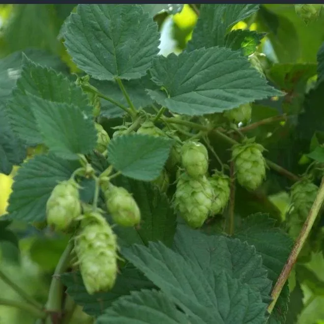 Chinook Hops