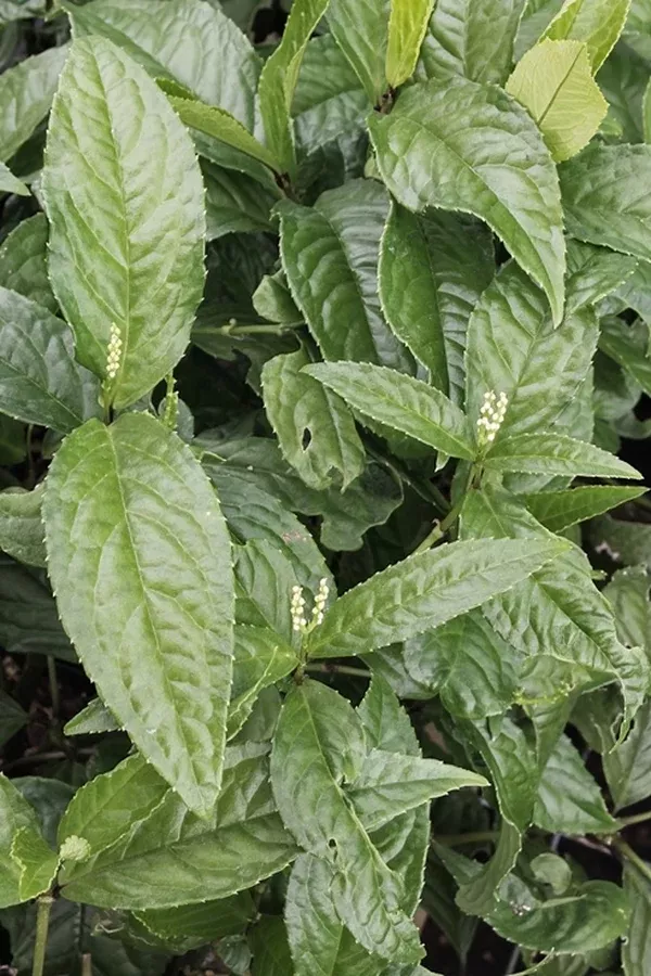 Chloranthus erectus