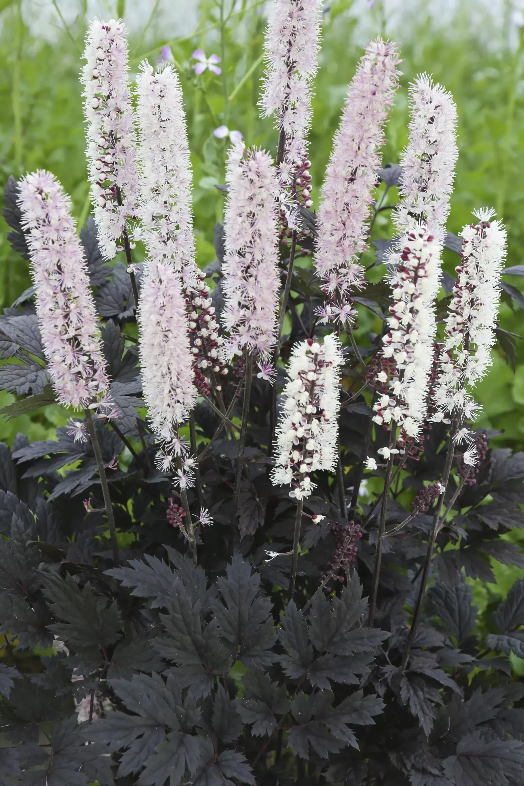 Chocoholic Black Snakeroot
