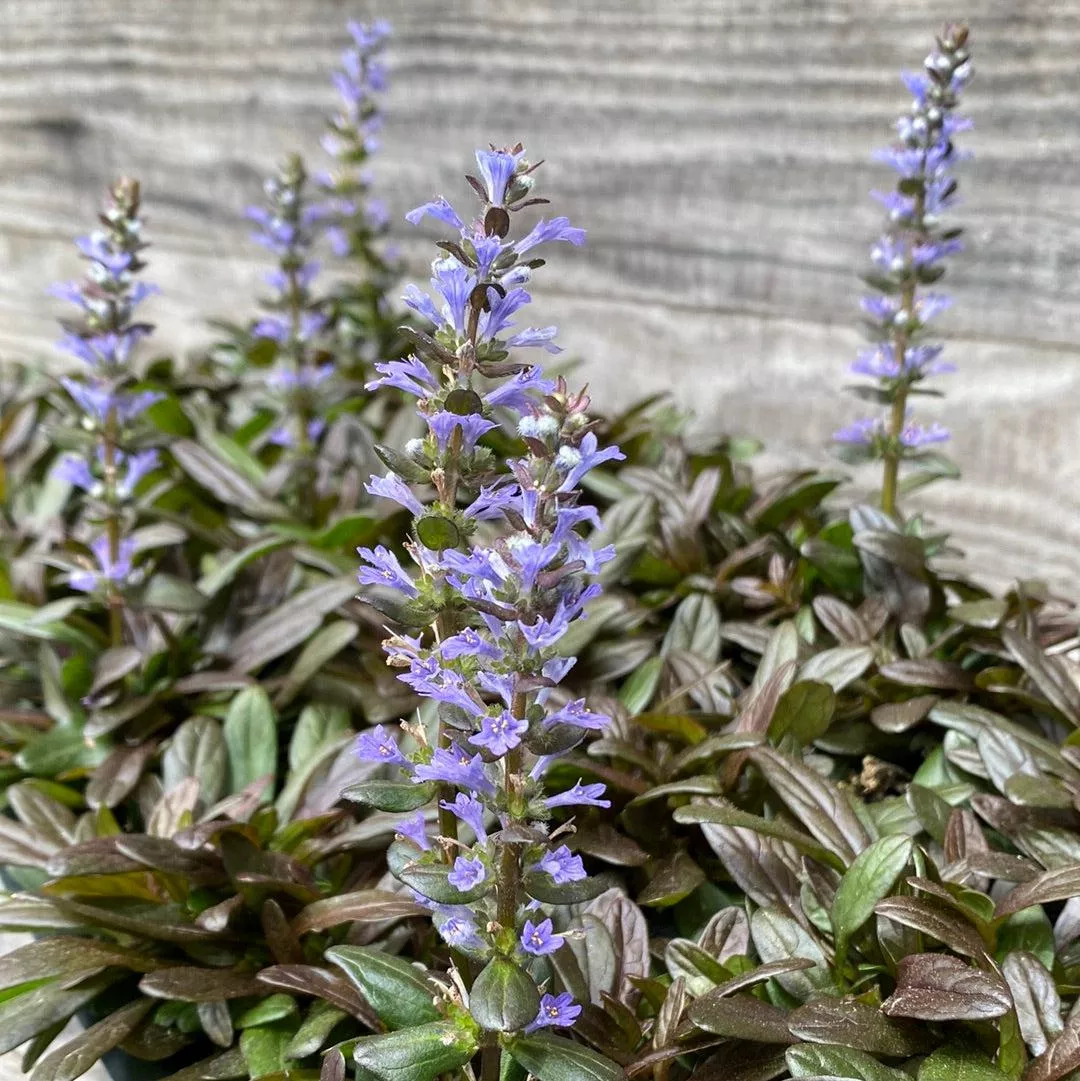 Chocolate Chip Bugleweed