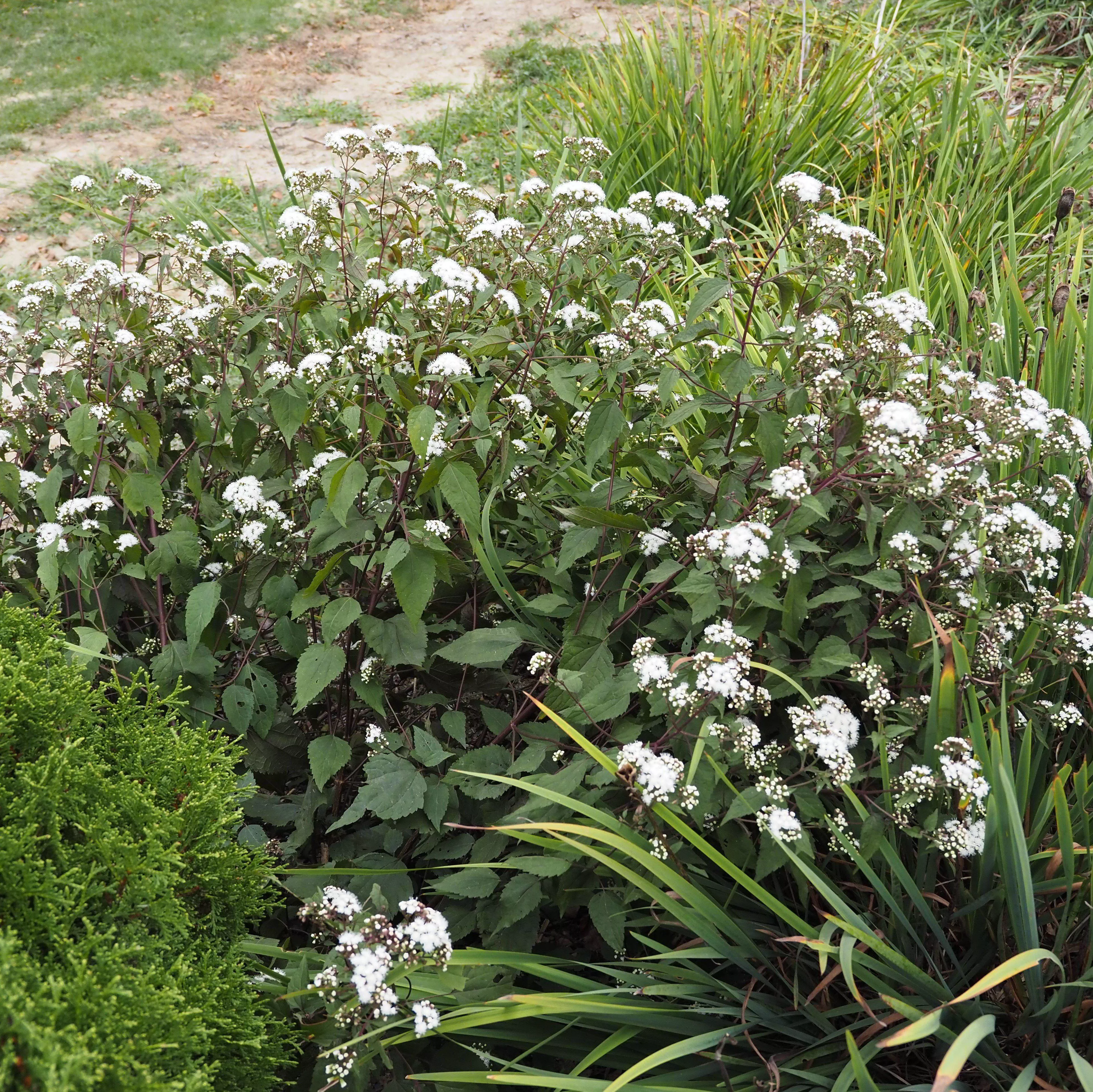 Chocolate Snakeroot