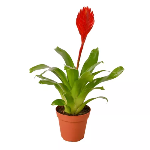 Christiane Bromeliad