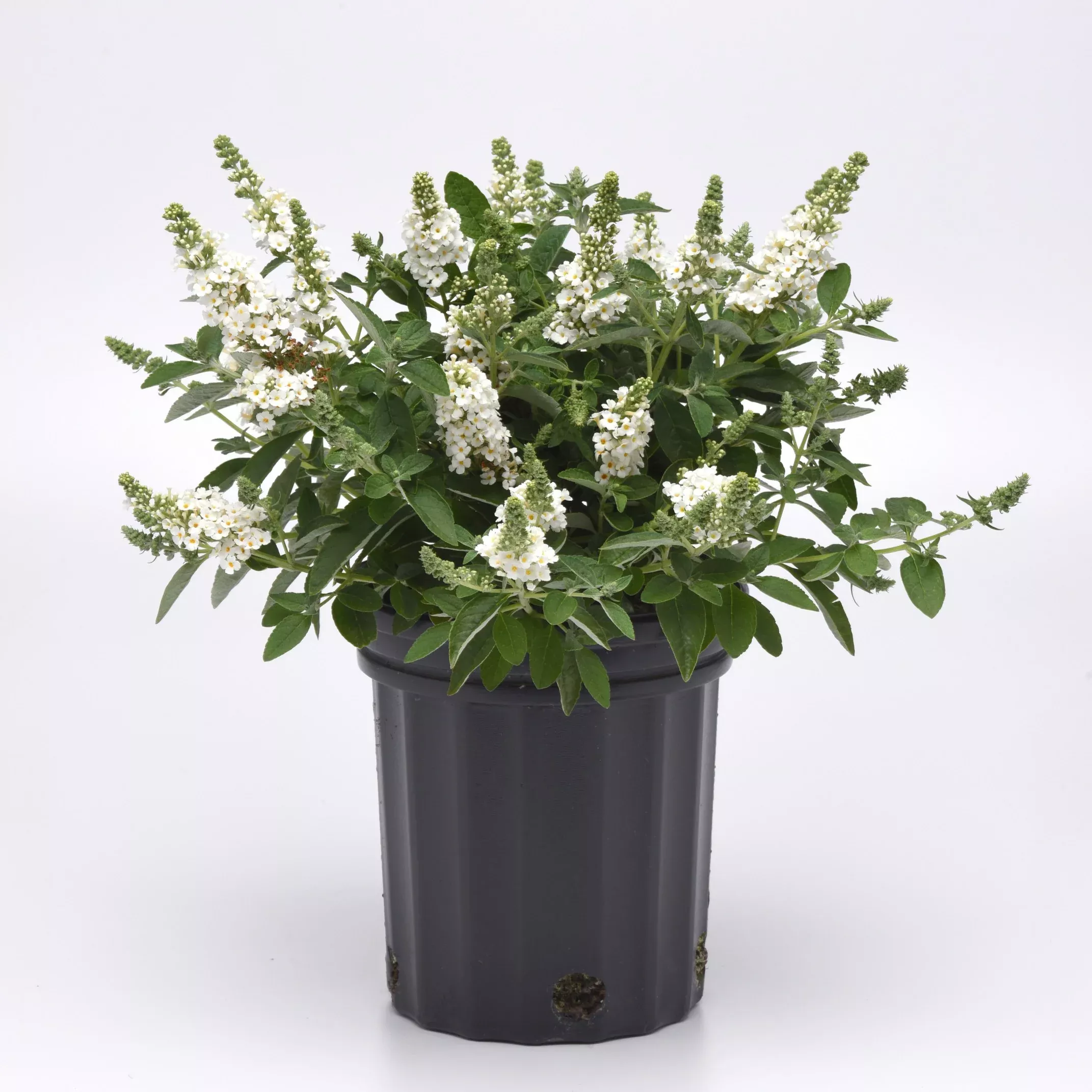 Chrysalis™ White Butterfly Bush