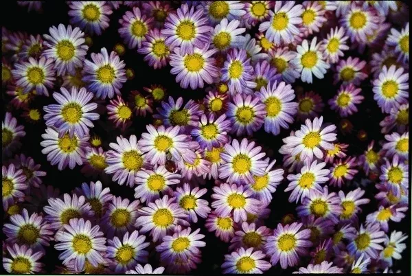 Chrysanthemum 'Color Echo'