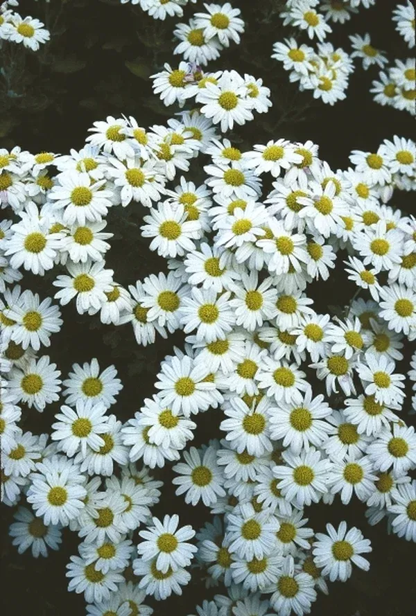 Chrysanthemum 'Jettie'