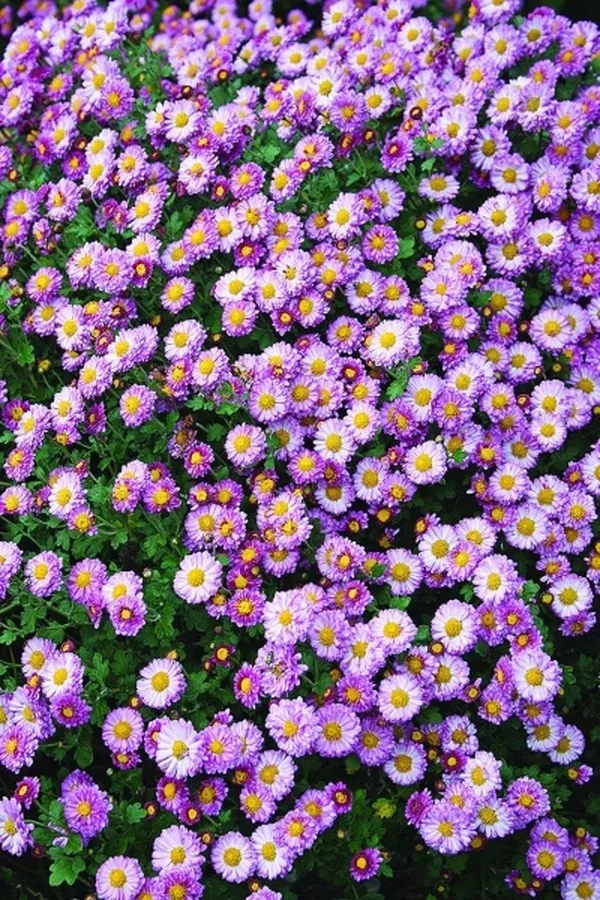 Chrysanthemum 'Sweet Peg'