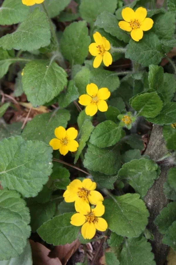 Chrysogonum virginianum 'Pierre'