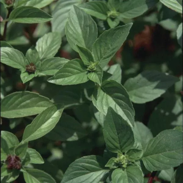 Cinnamon Sweet Basil