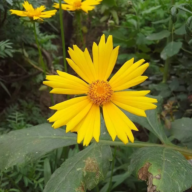 Citrine Tickseed