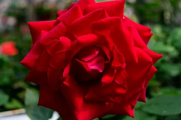 City of Windsor Hybrid Tea Rose