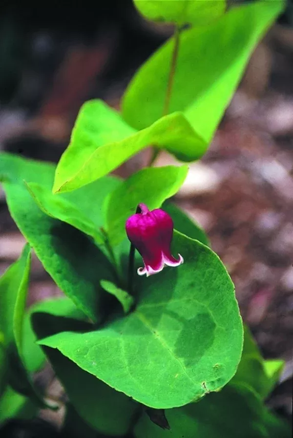 Clematis addisonii