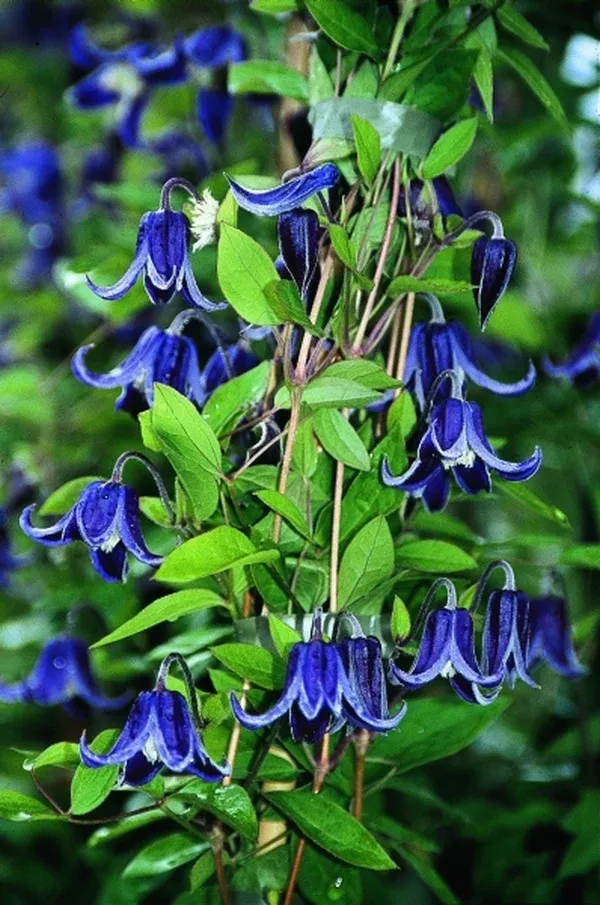 Clematis 'Fascination' PP 14,770