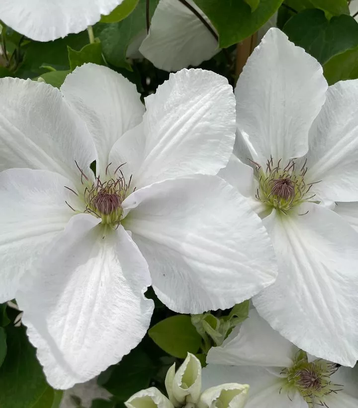 Clematis `Guernsey Flute`
