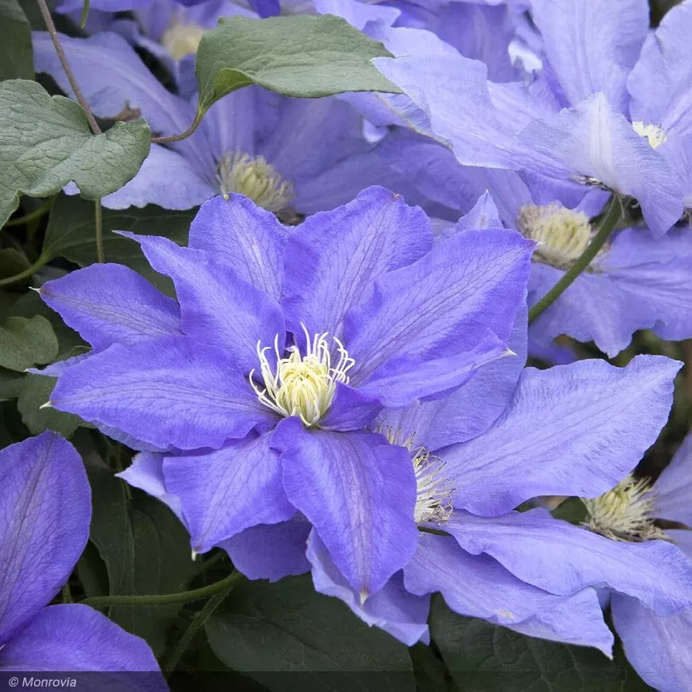 Clematis, H.F. Young #3