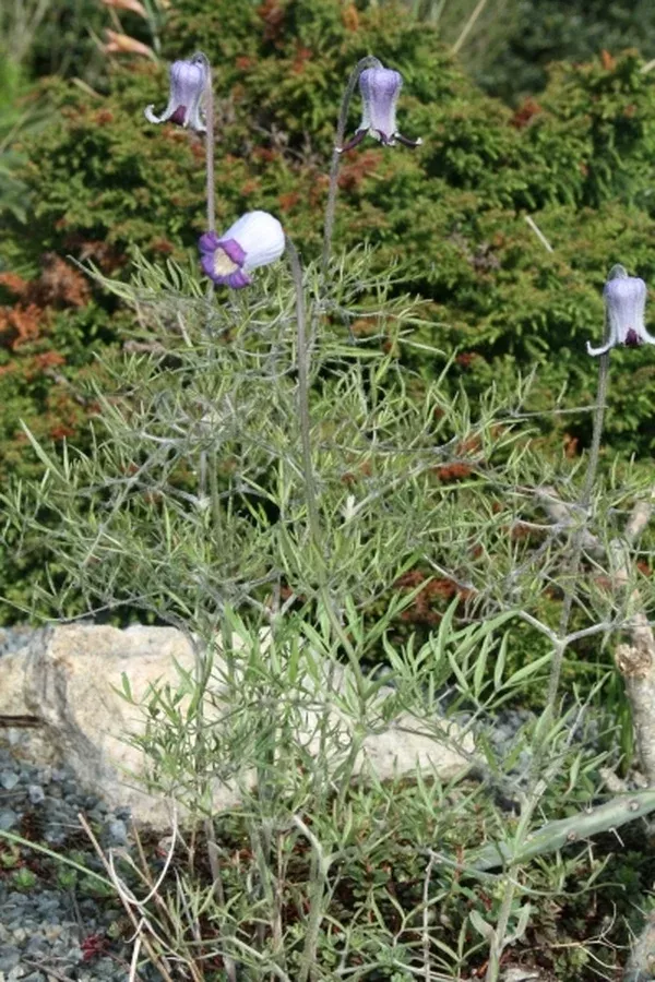 Clematis hirsutissima