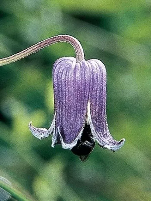 Clematis pitcheri