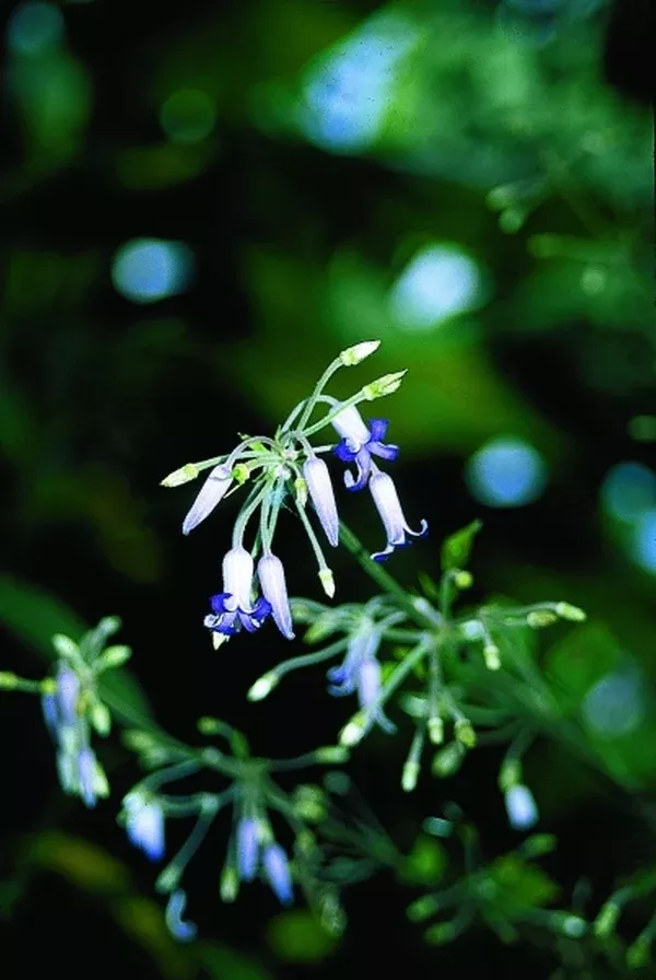 Clematis stans x heracleifolia
