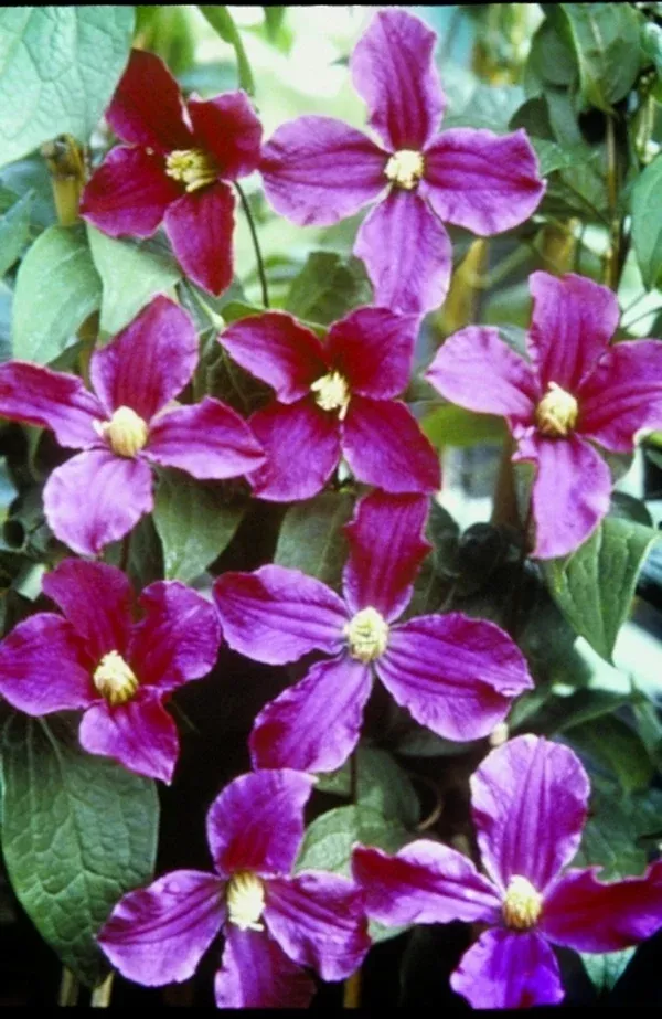 Clematis 'Zoin' PP 14,054