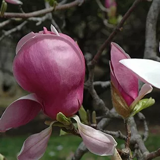 Cleopatra Magnolia Tree