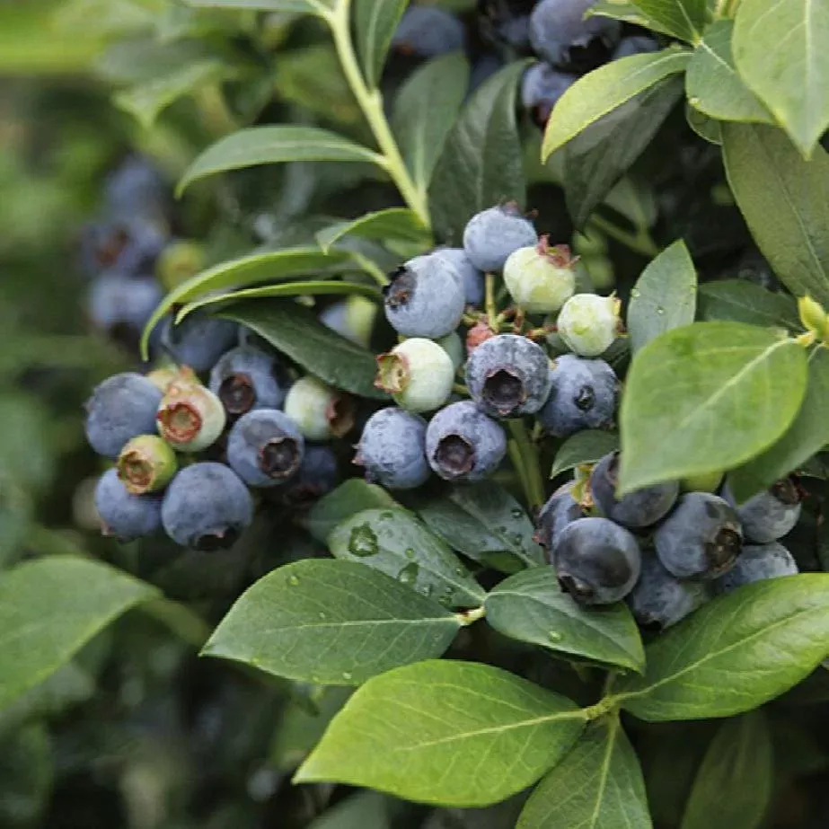 Climax Rabbiteye Blueberry