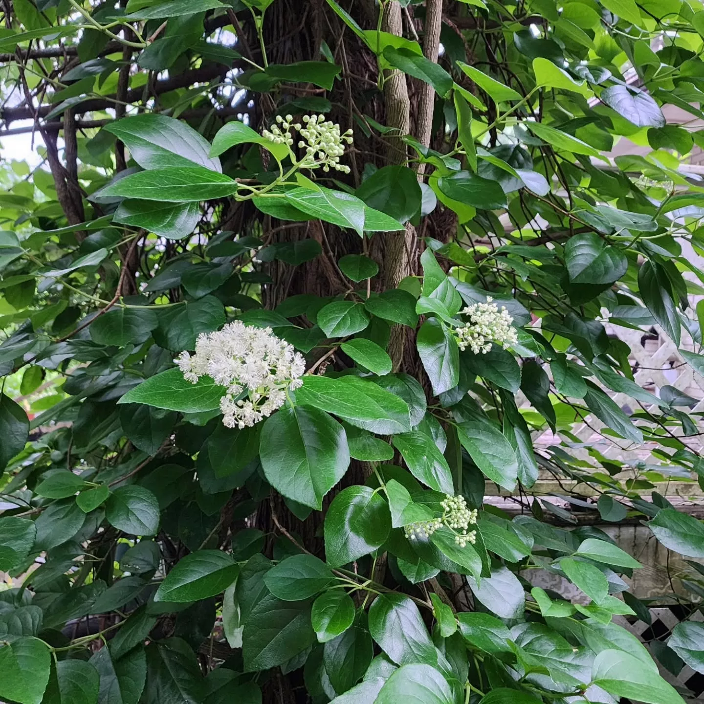 Climbing Hydrangea, Woodvamp