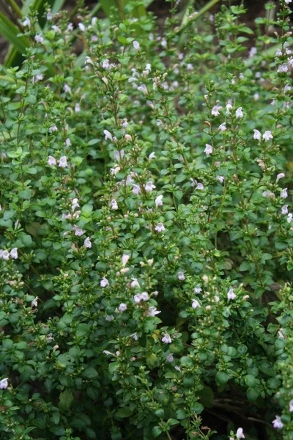 Clinopodium georgianum