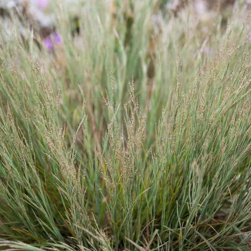 Coastal Little Bluestem Grass