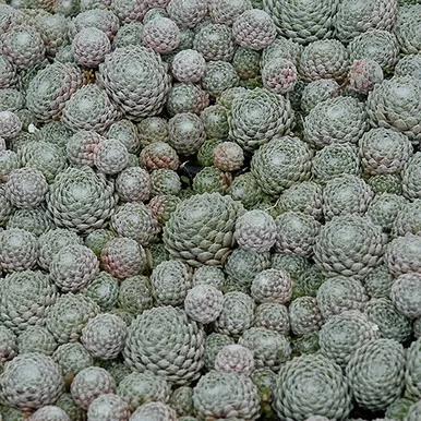 Cobweb Hens And Chicks