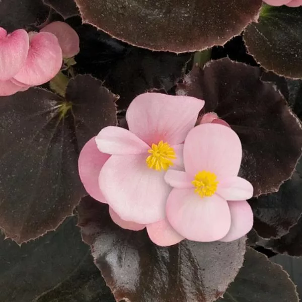 Cocktail Brandy Wax Begonia