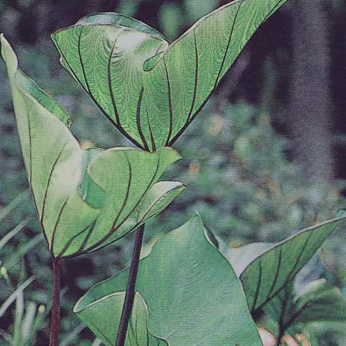 Coffee Cups Elephant’s Ear