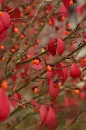 Cole's Compact Burning Bush
