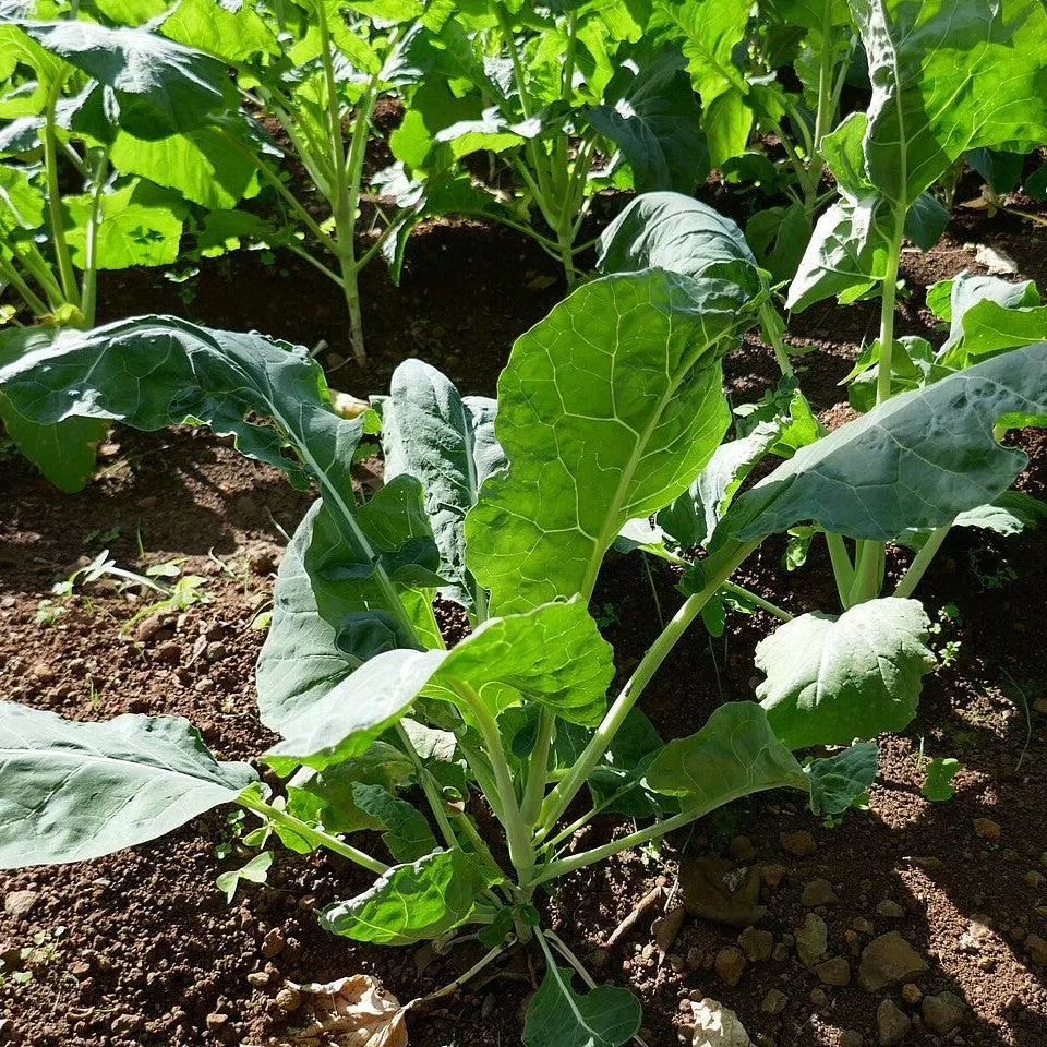 Collard Greens