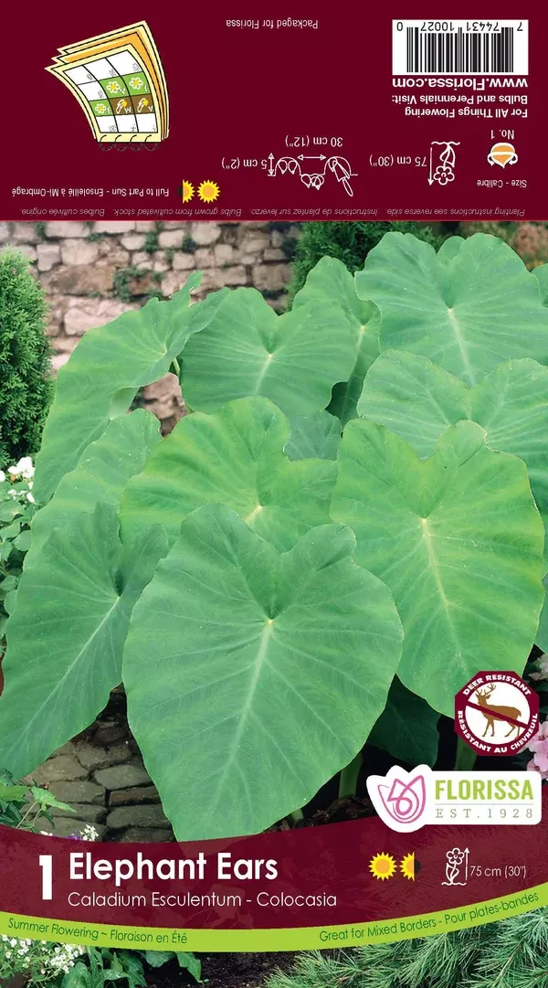 Colocasia - Elephant Ears Bulb