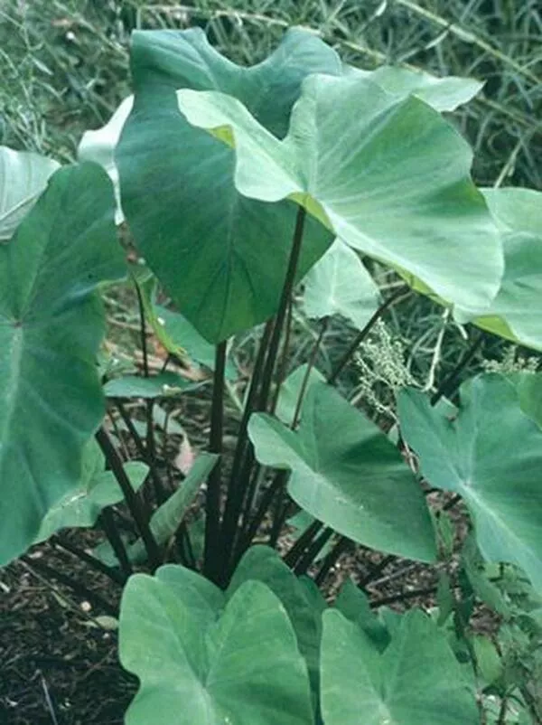 Colocasia esculenta 'Big Dipper'
