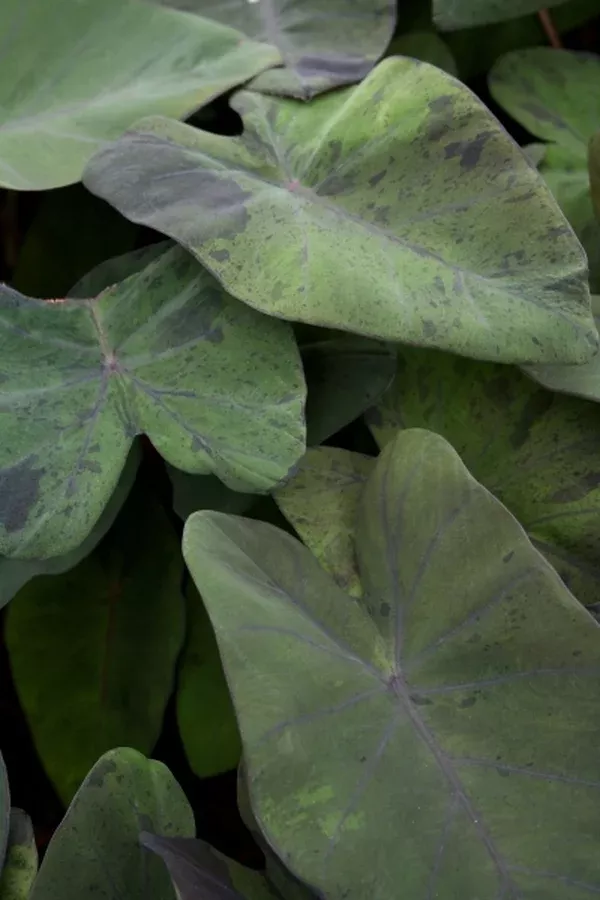 Colocasia esculenta 'Black Marble'