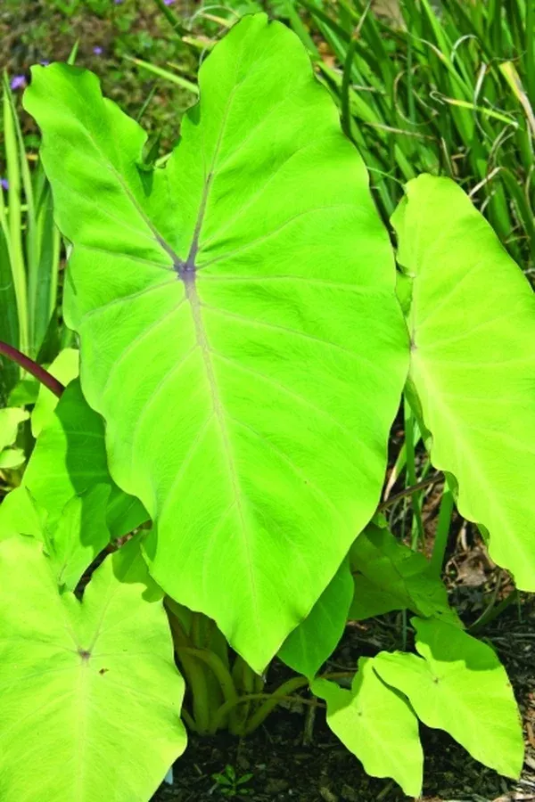 Colocasia esculenta 'Elena'