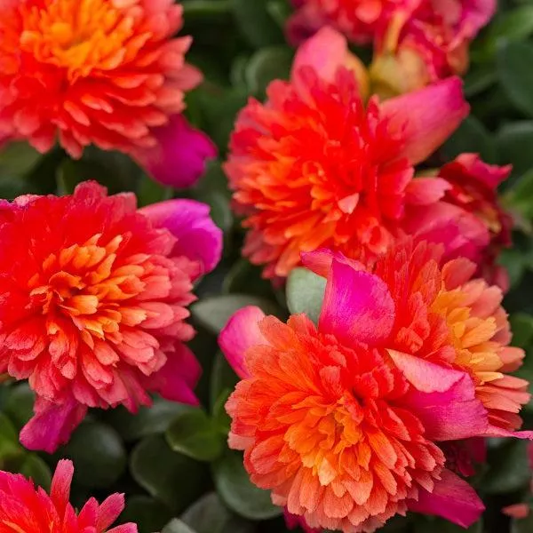 ColorBlast™ Double Magenta Purslane