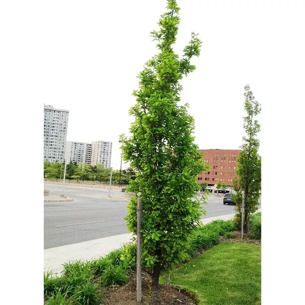 Columnar English Oak#15 Container