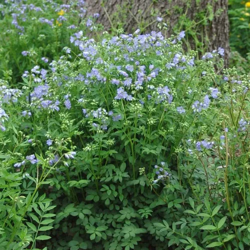 Common Jacob's Ladder