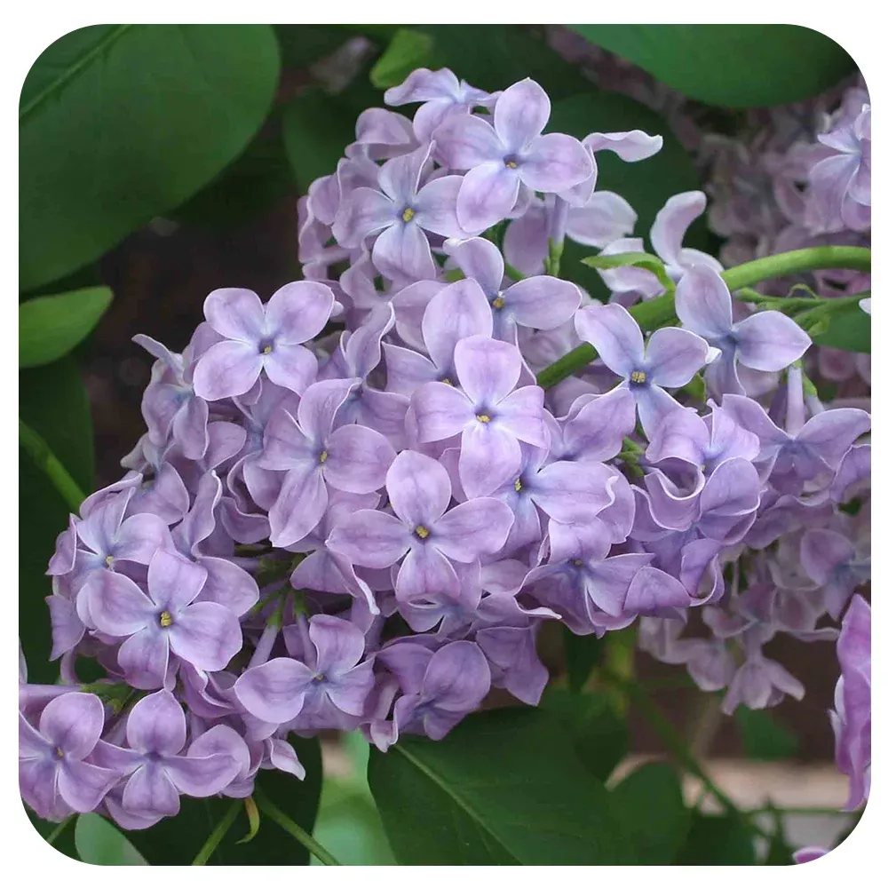 Common Lilac (Syringa vulgaris)