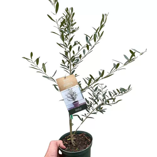Common Olive Tree