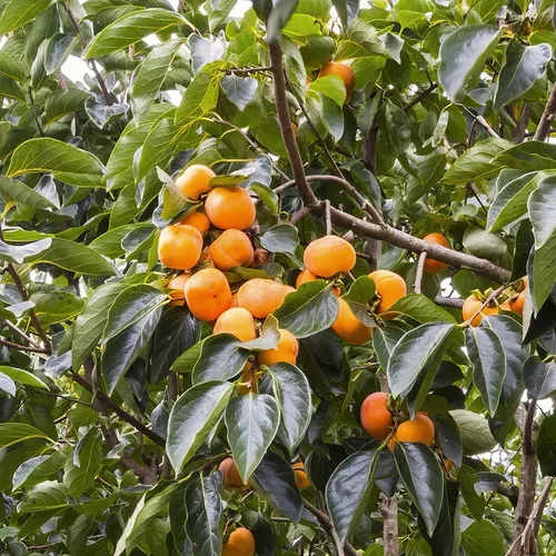 Common Persimmon