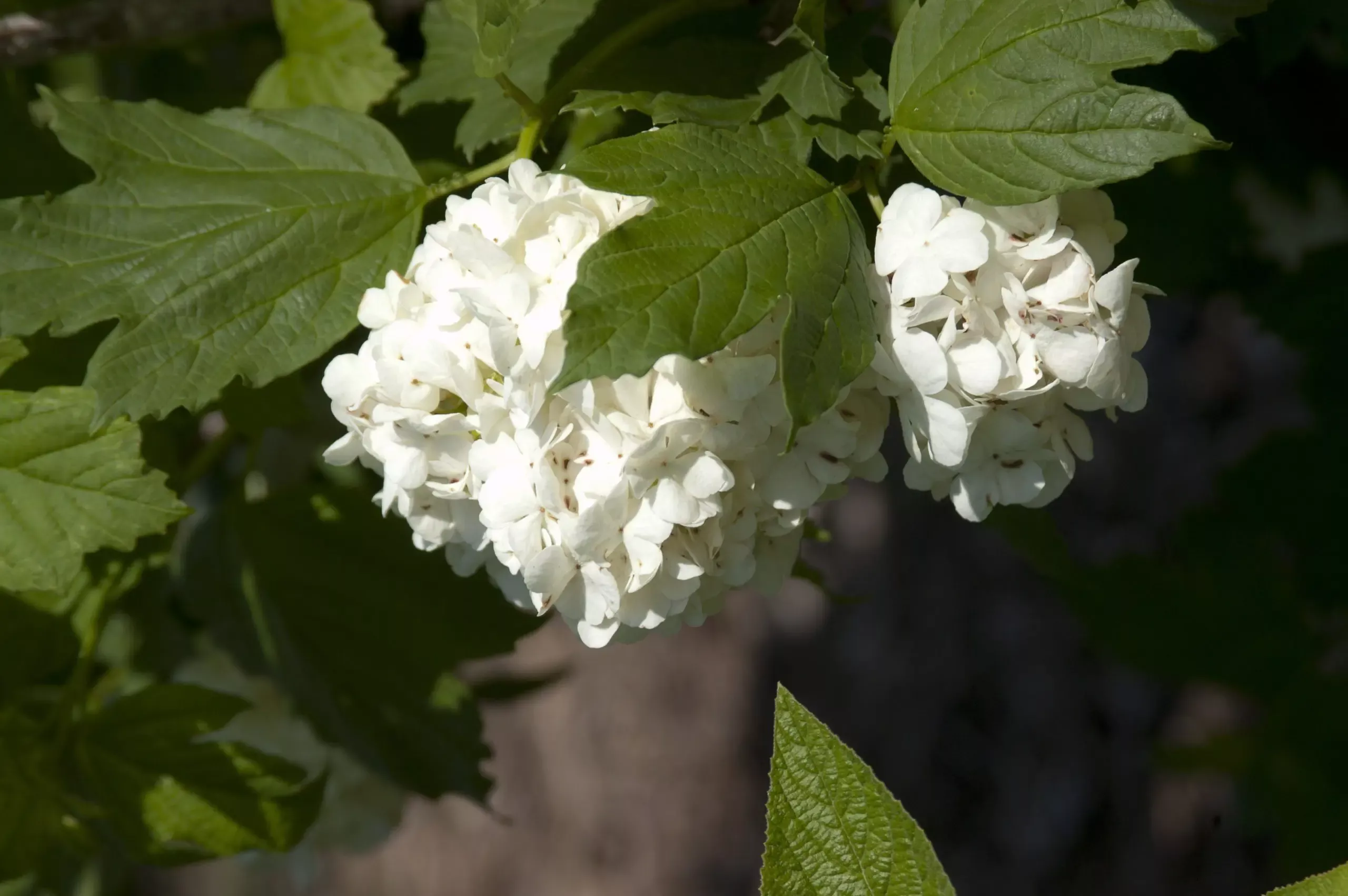 Common Snowball Viburnum