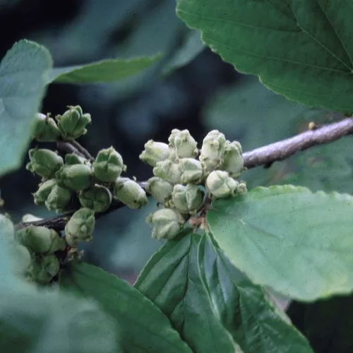 Common Witch Hazel