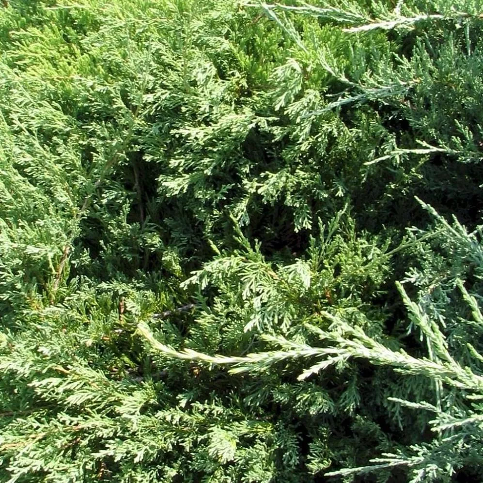 Compact Creeping Juniper