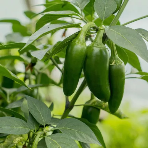 Conchos Jalapeno Pepper Plant