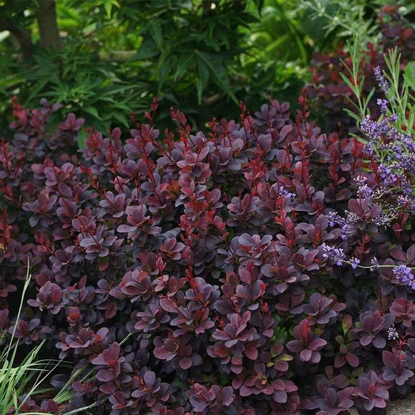 Concorde Japanese Barberry#1 Container