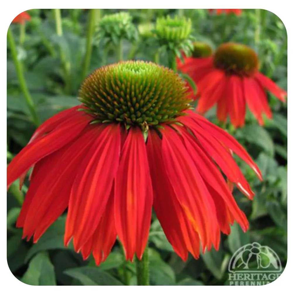 Cone Flower (Echinacea) Salsa Red